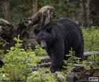 Ormanda büyük Amerikan kara ayısı. Kuzey Amerika'da yaygın ayıdır